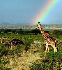 Girafffe  gesehen auf der Überfahrt von der Serengeti zum Ngorongoro Krater