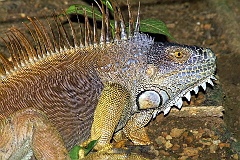 Grüner Leguan  Entgegen dem Namen ist Iguana iguana nicht vollkommen grün, viele Tiere sind eher gräulich-grün oder haben einen starken Einfluss von brauner Farbe. Bei männlichen Grünen Leguanen kommen auch teilweise rot-orange Färbungen, vermehrt im Bereich der Gliedmaßen, vor. Dies kann unter Umständen nahrungsabhängig sein, denn das Tier verspeist auch Blütenblätter.
