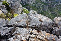 Klippschlieferkolonie auf dem Tafelberg