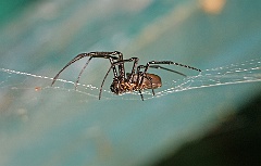 Spinne in Madagaskar  Die Spinne trohnt auf ihrem gewebten Netz.