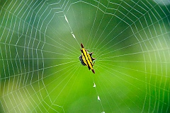 Spinne in Laos  Möglicherweise üben die Spinnen im Zentrumdes Netzes eine besondere Anziehung auf Insekten aus, durch ihre Farbe oder Muster. Denn diese Art von Spinnen konnten wir immer im Zentrum des Netzes beobachten.