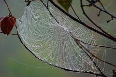Spinnennetz im Morgentau  Im Andasibe Nationalpark - Madagaskar - sah ich im Morgennebel dieses perfekt gewebte Netz besetzt mit tausenden Wassertröpfchen, die die Konturen des Netzes erst richtig in Szene setzten.