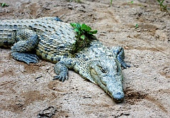 Tarnung wie in der Bundeswehr?  Das Krokodil kommt gerade aus dem Teich und hat von dort einige Wasserpflanzen mitgebracht, die sich zufällig auf dem Rücken des Tieres verfangen haben.