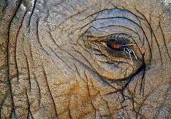 Elefantenauge mit Dornen  Tanzania