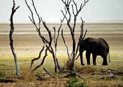 Elefant am See Manyara  Tanzania