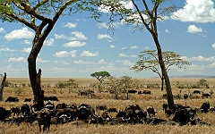 Büffelherde  mitten in der Serengeti - Tanzania