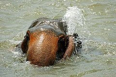 Beim Baden im Fluss  Beim Baden stößt der Elefant eine Wasserfontäne aus, um auch seinen Rücken zu waschen. Wir sahen dieses Schauspiel in Pinnawela- Sri Lanka, wo die Elefanten an jedem Tag durch das Dorf zum Fluss geführt werden, um sich dort zu baden.