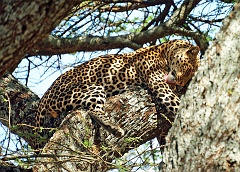 Der Leopard und...  Der Leopard ist nach Tiger, Löwe und Jaguar die viertgrößte Großkatze.