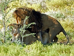 Löwe mit Löwin  Löwen konnten wir in Tansania in 4 Nationalparks (Sergenti, Tangiri, Ngorongoro und Lake Manyara) beobachten, aber auch in Südafrika.     Löwen erreichen ihre soziale Geschlechtsreife im Alter von zwei bis drei Jahren, ihre physiologische in 18 Monaten. Um die Paarungsbereitschaft eines Weibchens festzustellen, benutzt der männliche Löwe das Jacobson-Organ, das sich am oberen Gaumen befindet. Dazu zieht der Löwe die Oberlippe zurück und öffnet leicht das Maul. Dieser Vorgang wird auch als Flehmen bezeichnet.