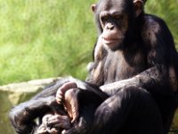 Chimpansen