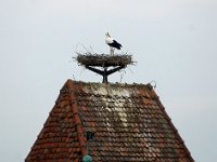 Storch