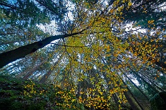 Elbsandstein 99 0957