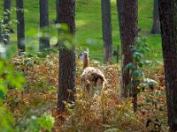 Lama