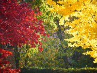 herbst