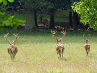 Hirsche und Rehe