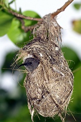 Seychellennektarvogel im Nest  Gut versteckt, doch nicht unentdeckt blieb dieses Seychellennektarvogel-Nest, da das Junge ja ständig laut vor Hunger schrieh und die Mutter dann zu ihm flog.