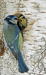 Blaumeise  Am Tag darauf verließ der Jungvogel das Nest und wurde in der Hecke noch ein paar Tage weiter durchgefüttert.
