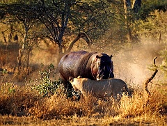 Flusspferd mit Löwe  Serengeti - Tanzania