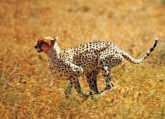 Gepard auf der Flucht  In der Serengeti - Tanzania