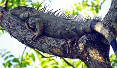 Grüner Leguan  Als wir die Tiere in Costa Rica beobachteten, glaubten wir noch, aufgrund einer Erzählung unseres Guides, dass sie sich von Vögeln ernähren.