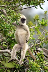 Junger Macho?  Hanuman-Languren sind reine Pflanzenfresser. Den Hauptbestandteil ihrer Nahrung machen Blätter aus, daneben nehmen sie auch Früchte, Blüten und Samen zu sich. In menschlicher Nähe bedienen sie sich oft in Getreidefeldern. Ihr Magen ist in vier Kammern unterteilt, um die schwerverdauliche Zellulose zersetzen zu können, spezielle Bakterien im Magen helfen bei der Zersetzung der Bestandteile der Nahrung. Ihr Magen ähnelt denen der Wiederkäuer, ein schönes Beispiel für konvergente Evolution.