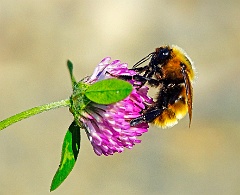 Hummel  im Garten