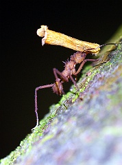 Ameise in Costa Rica  Ähnlich wie Blattschneiderameisen sammeln diese Tiere Blütenreste oder Holzstückchen für die Kultivierung von Pilzen in ihrem Bau. Aufgenommen in Costa Rica