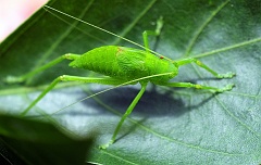 Insekt  Durch und durch grün