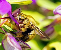 Kristenbosch  Biene? / Hummel? Südafrika