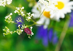 Käfer Südeifel  Südeifel