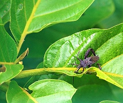 Costa Rica  Die Vielfalt der Käfer ist unermesslich.