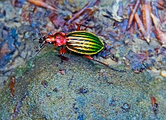 Käfer Südeifel  Südeifel