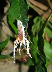 Peru im Regenwald des Amazonas  Peru - Amazonasgebiet   Während unseres Aufenthaltes im Regenwald am Oberlauf des Amazonas unternahmen wir auch mit einem Führer eine Nachtwanderung. Wenn es dunkel ist, kommen viele Insekten auf die Blattoberfläche, die man tagsüber nicht sehen kann. Unser Führer brauchte nur die Taschenlampe anzuschalten und schon nach wenigen Augenblicken hatte der Lichtkegel ein Insekt erfasst. Die Vielfalt war unglaublich.