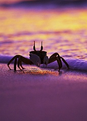 Krabbe Seychellen Bird Island  Diese Krabbe lief mir auf den Seychellen nach dem Fotografieren eines Sonnenuntergangs vor die Linse.