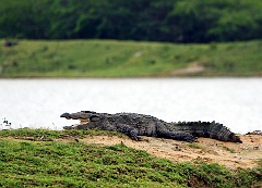 Krokodil im Yale Nationalpark - Sri Lanka  Neben den Vögeln sind die Krokodile eines der beiden heute noch lebenden (rezenten) Taxa der Archosaurier, zu denen unter anderem auch die ausgestorbenen Pterosaurier und die Dinosaurier gehören, von welchen die Vögel eine Entwicklungslinie darstellen. Die heutigen Krokodile weisen jedoch nur einen Bruchteil der Artenvielfalt der Vögel auf. Die relativ enge Verwandtschaft zwischen Vögeln und Krokodilen lässt sich anhand einer ganzen Reihe von Merkmalen, vor allem dem Bau des Herz-Kreislauf-Systems, nachweisen.