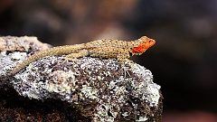 Die Galápagos Lavaechse