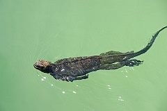 Meeresechse  Unter den heute lebenden Echsen ist die Meerechse die einzige Art, die ihre Nahrung im Meer sucht. Sie tauchen bis zu einer halben Stunde im flachen Wasser bis zu einer Tiefe von 15 Metern und weiden Algen und Tange ab.