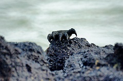 Marine Iguana  Es ist eine einzigartige Echse, die die Evolution augenscheinlich "umgekehrt" hat, da das vierbeinige Wesen im Meer leben und dort Nahrung finden kann. Sie ist die einzige Echse heutiger Zeit, die so lebt. Auf seiner Reise zu den Galapagos-Inseln schien Charles Darwin empört über diese Kreaturen zu sein. "Die schwarzen Lavafelsen am Strand werden von abscheulichen, klobigen Echsen aufgesucht", schrieb Darwin in sein Tagebuch. "Sie sind so schwarz wie der löchrige Fels, über den sie krabbeln, und sie suchen ihre Beute im Meer. Ich nenne sie 'Kobolde der Finsternis'. “