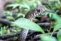 Schlange in Sri Lanka