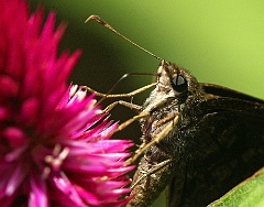 Die Mundwerkzeuge  der Schmetterlinge sind im Vergleich zu anderen Insekten sehr spezialisiert und abgewandelt. Ihre Mandibeln (Oberkiefer) sind stark verkümmert, nur bei der Familie der Urmotten (Micropterigidae) werden diese noch als Beißwerkzeuge verwendet. Bei den meisten Schmetterlingen bilden die Unterkiefer (Maxillen) zwei flexible Halbröhrchen, die über Falznähte verbunden sind. Dadurch wird zwischen den beiden Röhrchen das Saugrohr gebildet, mit dem die Falter ihre Nahrung aufsaugen können. Diese kann nur flüssig sein. Nahezu alle Schmetterlinge ernähren sich von Blütennektar, Pflanzensäften und anderen nährstoffreichen Flüssigkeiten.