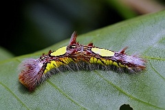 Raupe