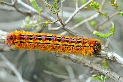 Raupe  Durch das Verpuppen und Schlüpfen aus dem anscheinend leblosen Kokon nach monatelanger äußerer Ruhe war der Schmetterling in der Antike das Sinnbild der Wiedergeburt und Unsterblichkeit und ist in der christlichen Kunst noch heute das Symbol der Auferstehung.