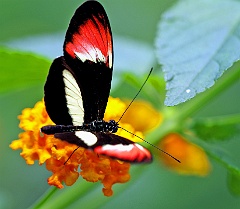 Schmetterling