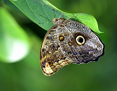 Caligo eurilochus  Durch ihre Detailtreue zählen die großen Augenflecken der Caligo-Arten zu den besten Imitationen von Augen bei Tieren. Das trifft auch besonders für den Caligo eurilochus zu.