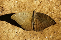 Schmetterling