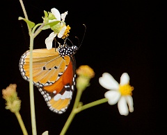 Schmetterling