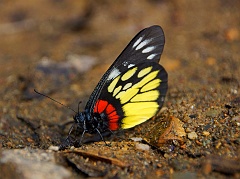 Schmetterling