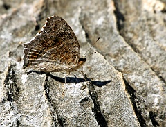 Schmetterling