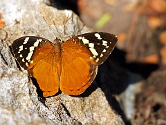 Der Name  Der deutsche Name „Schmetterling“, 1501 erstmals belegt, kommt vom slawischstämmigen ostmitteldeutschen Wort Schmetten (das heißt Schmand, Rahm, vergleiche Smetana), von dem einige Arten oft angezogen werden. Im Aberglauben galten Schmetterlinge gar als Verkörperung von Hexen, die es auf den Rahm abgesehen hatten, worauf auch frühere landschaftliche Bezeichnungen für Schmetterlinge wie Milchdieb, Molkenstehler oder ähnliche hindeuten. Die englische Bezeichnung butterfly weist in dieselbe Richtung und entspricht dem regional gebräuchlichen Buttervogel, da die Tiere beim Butterschlagen angelockt wurden.
