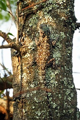 Echse am Baum  Die Farbgebung der Haut ist perfekt auf die Umgebung abgestimmt, sodass man das Reptil so gut wie nicht entdecken kann. Ein hervorragender Schutz vor Fressfeinden, aber auch als Tarnung für die eigene Jagd.
